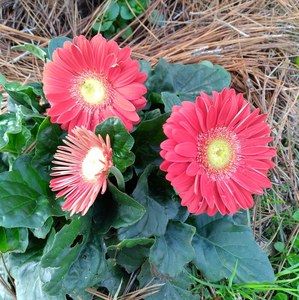 Meet your Posher, June